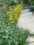 Plant name: Showy Goldenrod  Solidago speciosa  